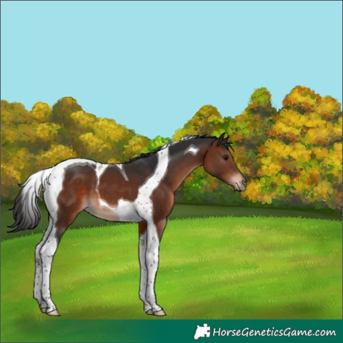 Horse Color:Brown Tobiano 