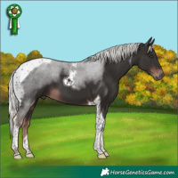 Horse Color:Liver Chestnut Mushroom Tobiano