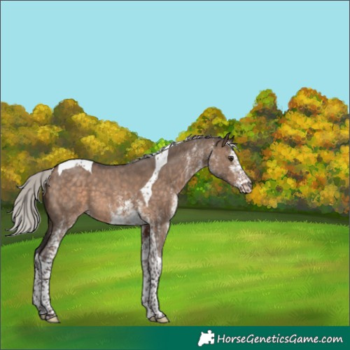 Horse Color:White Spotted Silver Brown Dun Tobiano 