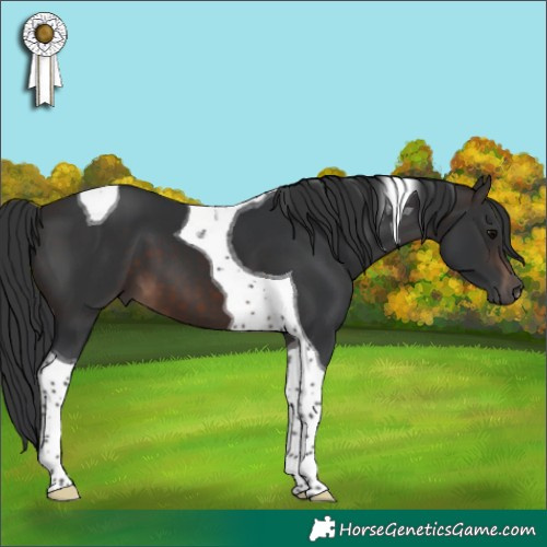 Horse Color:Brown Tobiano 