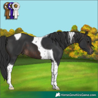 Horse Color:Brown Tobiano 