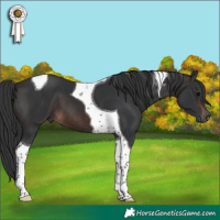 Horse Color:Brown Tobiano 
