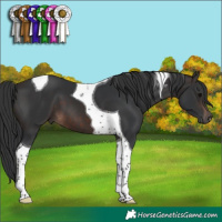 Horse Color:Brown Tobiano 