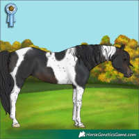 Horse Color:Brown Tobiano