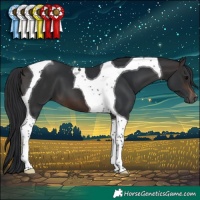 Horse Color:Brown Tobiano 