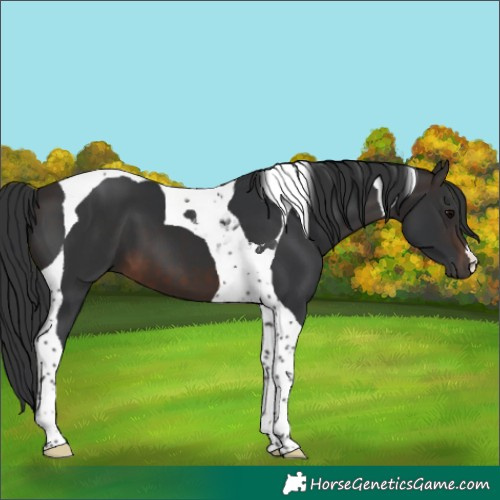 Horse Color:Brown Tobiano 