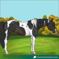 Horse Color:Brown Tobiano 