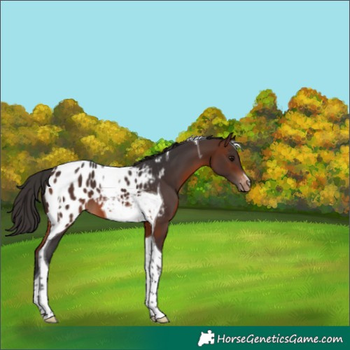 Horse Color:Brown Tobiano Blanket 