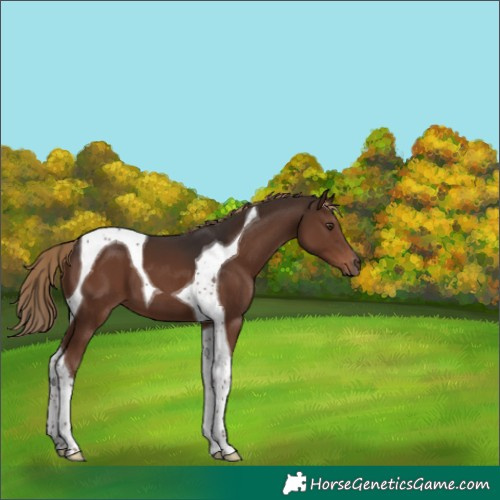 Horse Color:Liver Chestnut Tobiano 