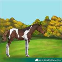 Horse Color:Liver Chestnut Tobiano 
