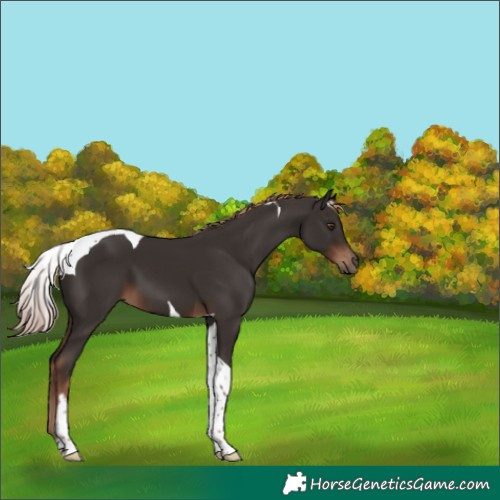 Horse Color:Liver Chestnut Tobiano 