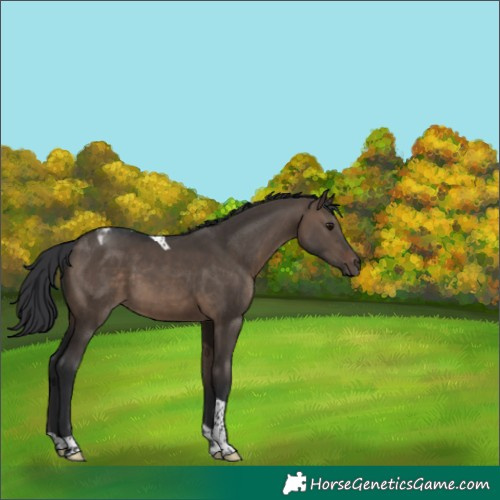 Horse Color:Brown Dun Tobiano 