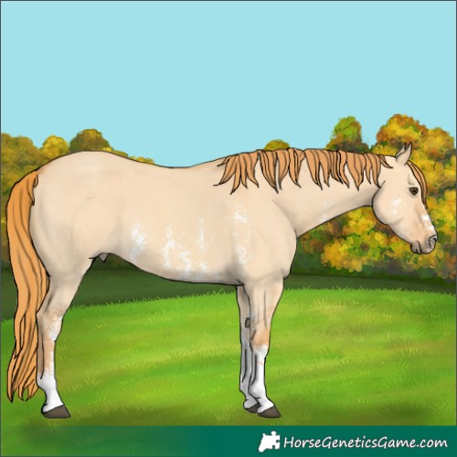 Horse Color:Red Dun Sabino 