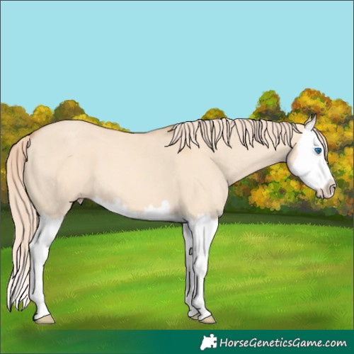 Horse Color:Gold Champagne Dun Splash 