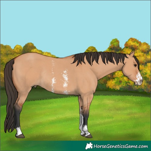 Horse Color:Bay Dun Sabino Rabicano 