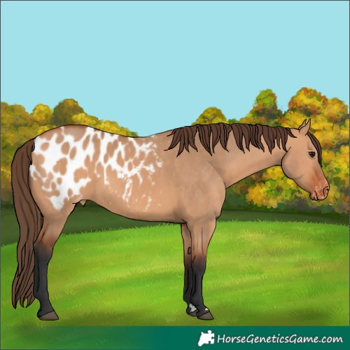 Horse Color:Bay Dun Blanket 