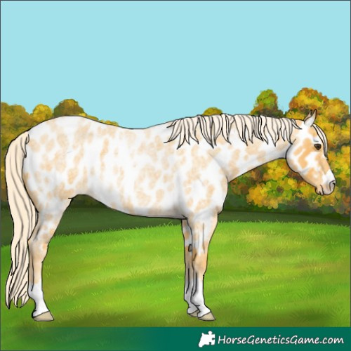 Horse Color:Palomino Roan Appaloosa 