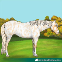 Horse Color:Palomino Roan Near Leopard 
