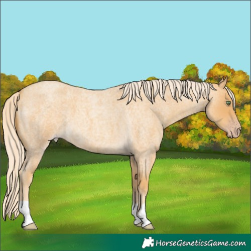 Horse Color:Gold Cream Champagne Roan 