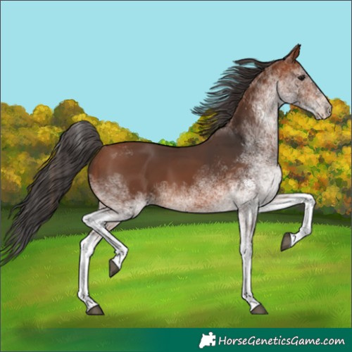 Horse Color:White Spotted Bay 