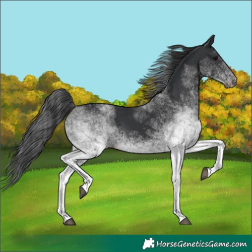 Horse Color:White Spotted Black 