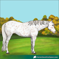 Horse Color:Silver Bay Roan Near Leopard 