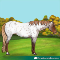 Horse Color:Liver Red Roan Appaloosa 