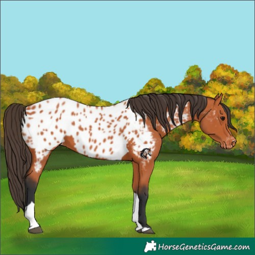 Horse Color:Bay Tobiano Appaloosa 