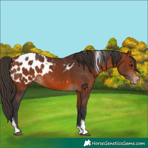 Horse Color:Bay Tobiano Blanket 