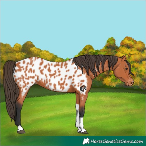 Horse Color:Bay Tobiano Appaloosa 
