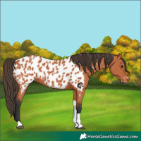 Horse Color:Bay Tobiano Near Leopard 