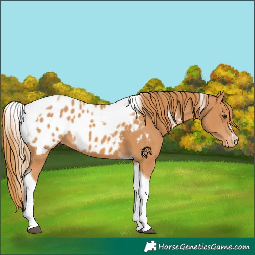 Horse Color:Chestnut Tobiano Near Leopard