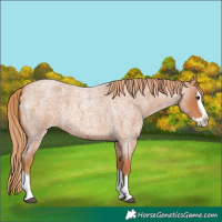Horse Color:Red Roan Splash 