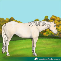 Horse Color:Palomino Roan Pearl 