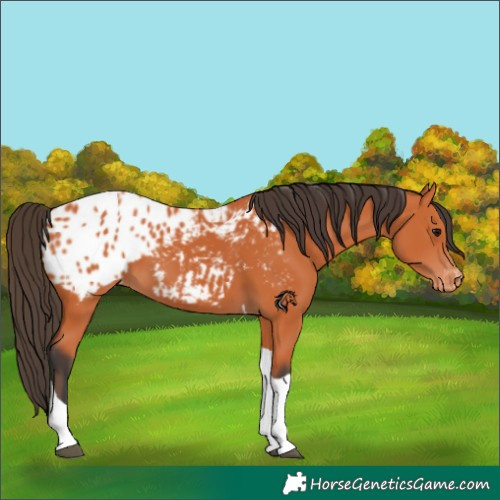 Horse Color:Bay Tobiano Appaloosa