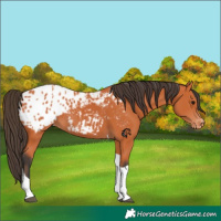 Horse Color:Bay Tobiano Blanket