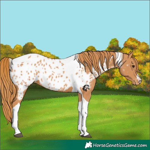 Horse Color:Chestnut Tobiano Near Leopard