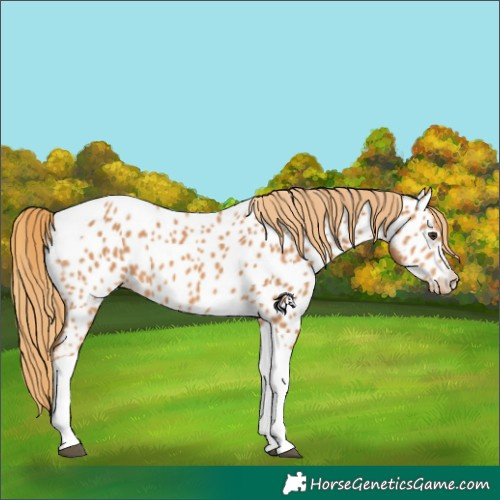 Horse Color:Chestnut Tobiano Near Leopard 