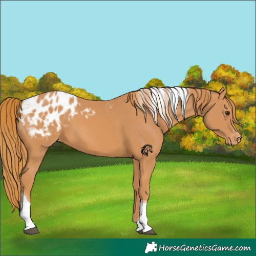 Horse Color:Chestnut Tobiano Blanket 