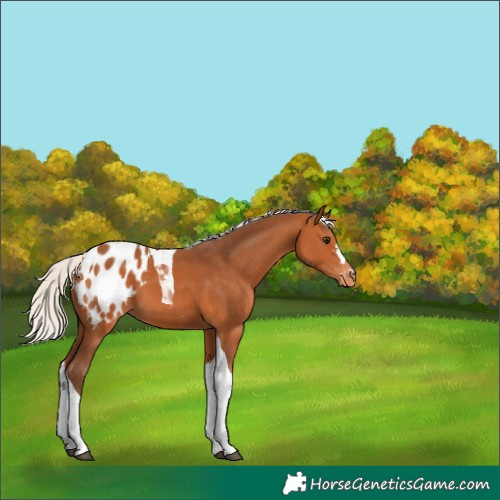 Horse Color:Silver Bay Tobiano Blanket 