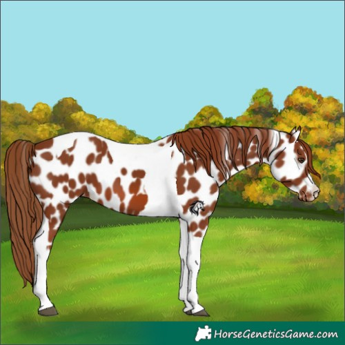 Horse Color:Chestnut Tobiano Leopard
