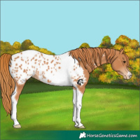 Horse Color:Chestnut Tobiano Near Leopard 