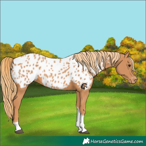 Horse Color:Chestnut Tobiano Near Leopard