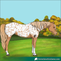Horse Color:Chestnut Tobiano Near Leopard