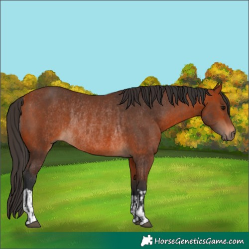 Horse Color:Bay Rabicano  and Bay Rabicano 