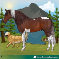 Horse Color:Chocolate Brown Tobiano 