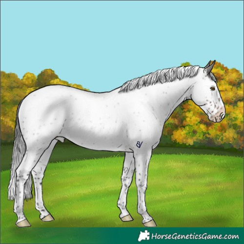 Horse Color:Brown Roan Splash Rabicano 