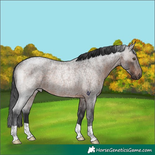 Horse Color:Brown Roan Rabicano 