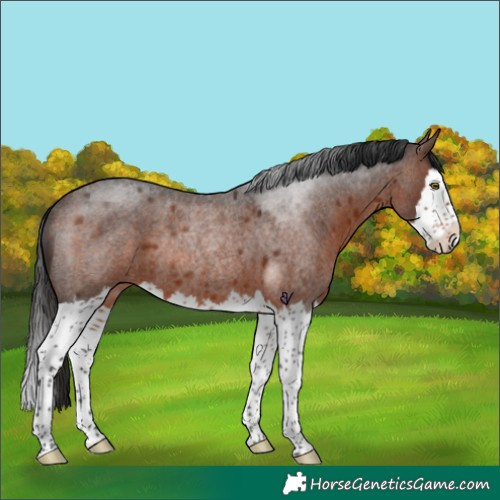 Horse Color:Brown Roan Splash Rabicano 