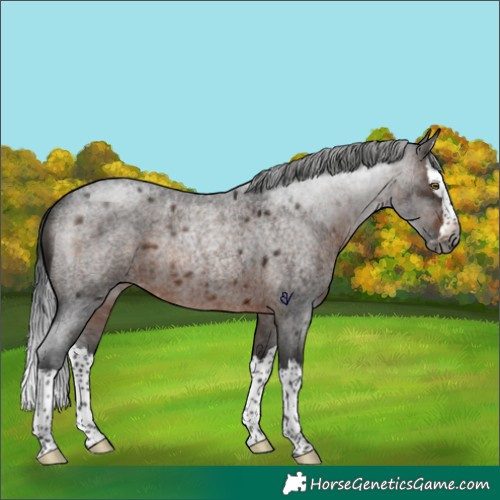 Horse Color:Gray Brown Roan Splash Rabicano 